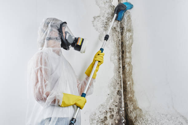 Best HVAC Mold Remediation in Beaumont, TX