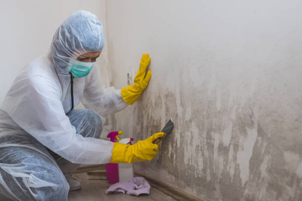 Professional Mold Remediation in Beaumont, TX