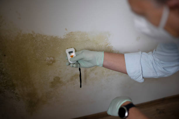 Best Black Mold Remediation in Beaumont, TX