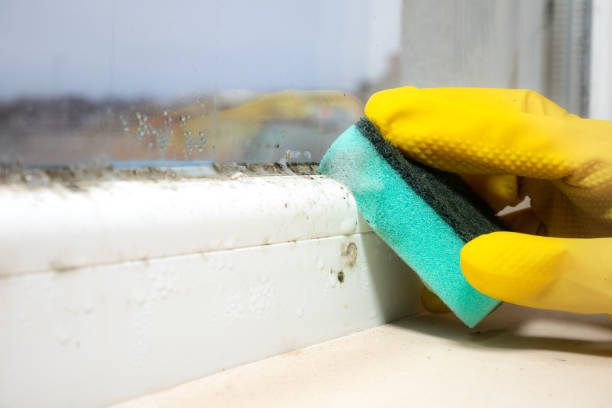 Best White Mold Remediation in Beaumont, TX