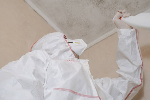 Best Industrial Mold Remediation in Beaumont, TX