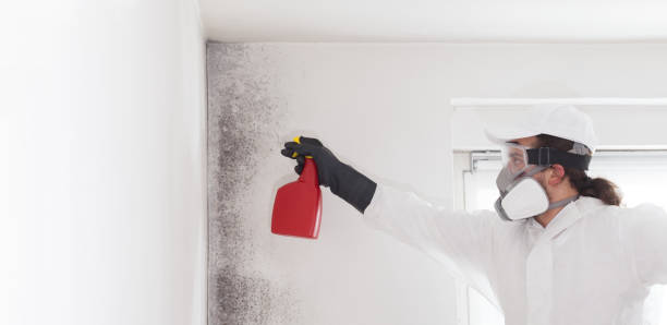 Best Black Mold Remediation in Beaumont, TX
