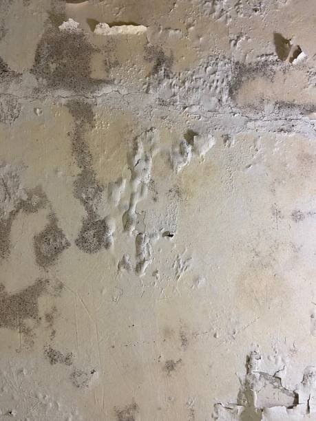 Best Residential Mold Remediation in Beaumont, TX