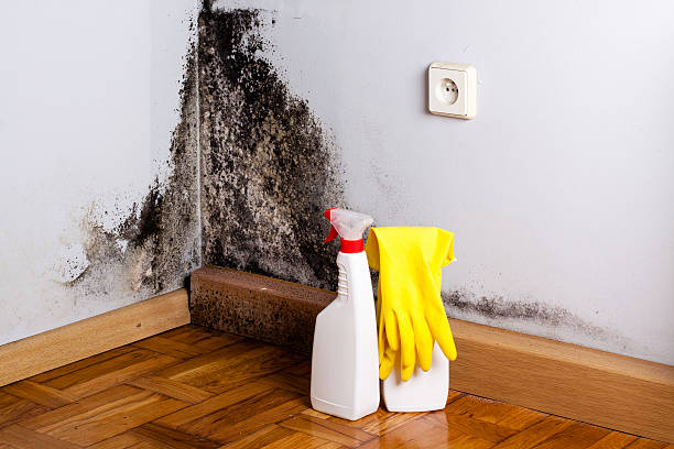 Best Residential Mold Remediation in Beaumont, TX