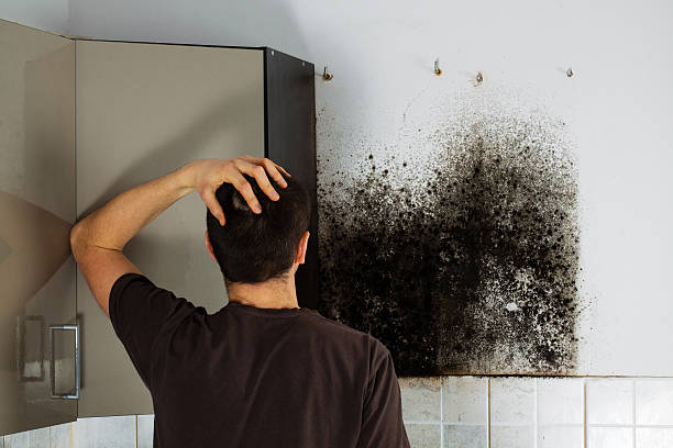 Best Kitchen Mold Remediation in Beaumont, TX