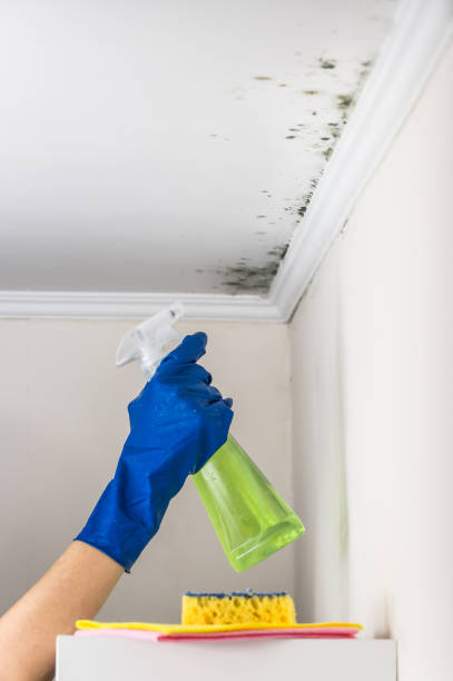 Best Basement Mold Remediation in Beaumont, TX